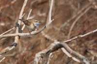 Slavik modracek - Luscinia svecica - Bluethroat 8585